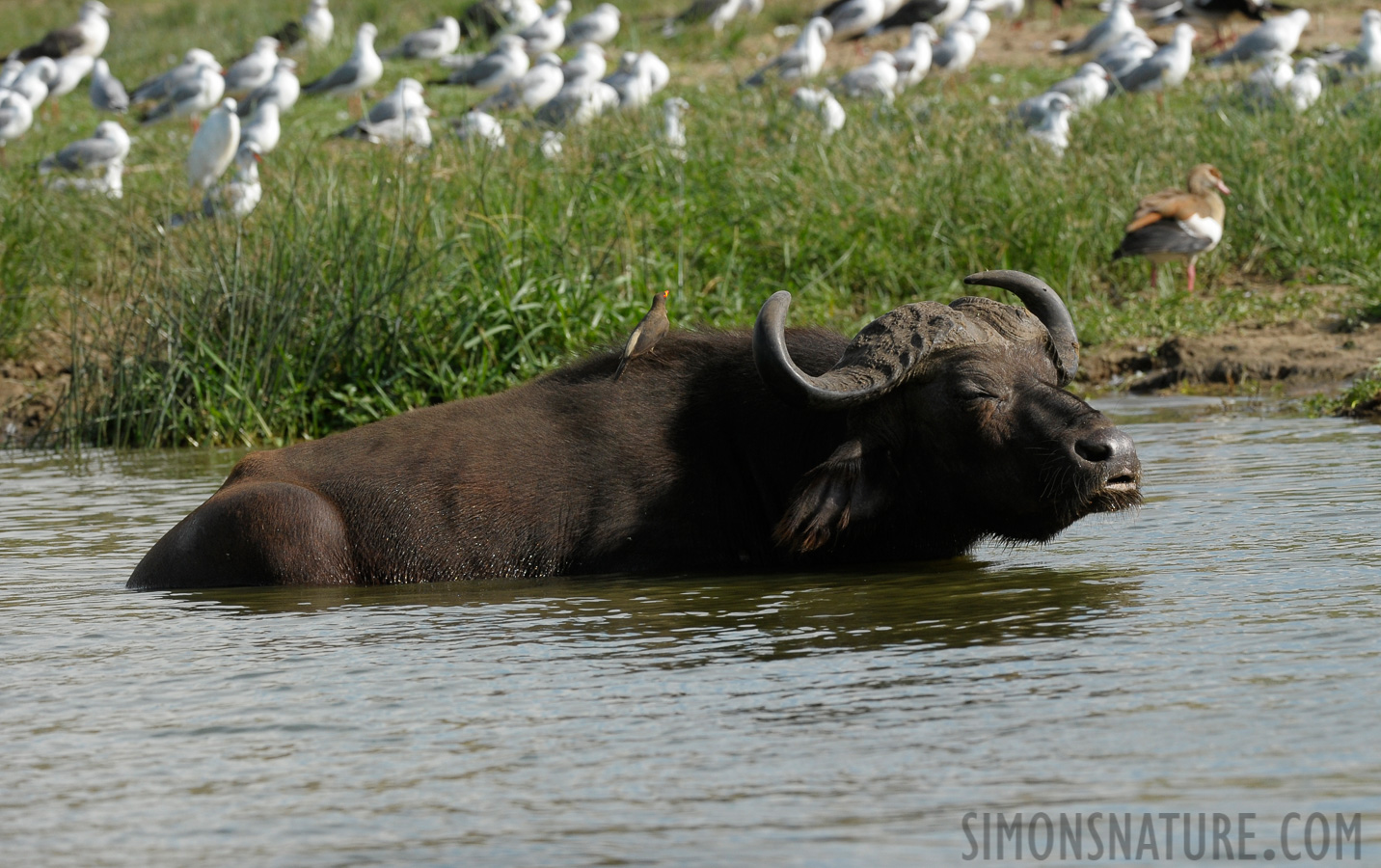 Buphagus africanus [270 mm, 1/1600 sec at f / 7.1, ISO 800]